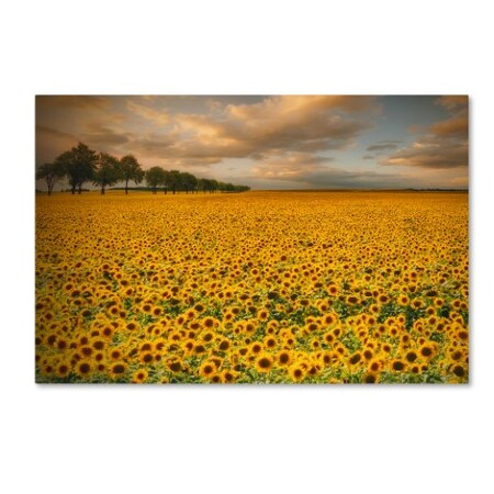 Trademark Fine Art Piotr Krol 'Sunflowers' Canvas Art, 22x32 1X02379-C2232GG